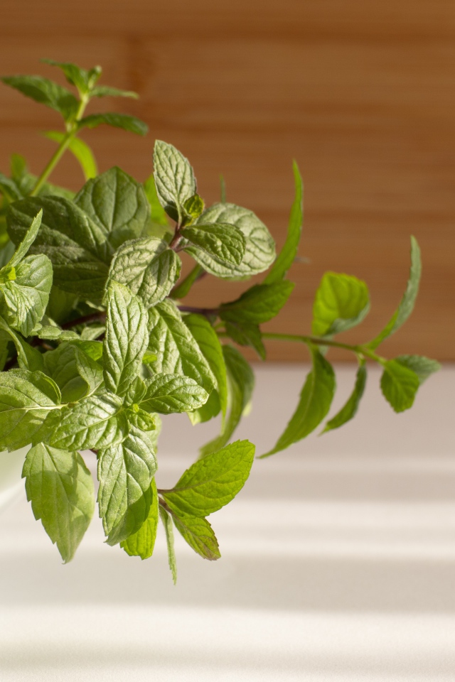 Свежие ароматные зеленые листья мяты