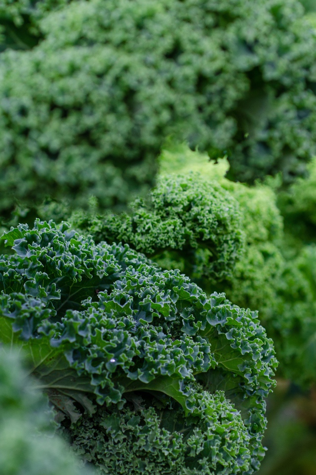 Зеленые листья салата на грядке 