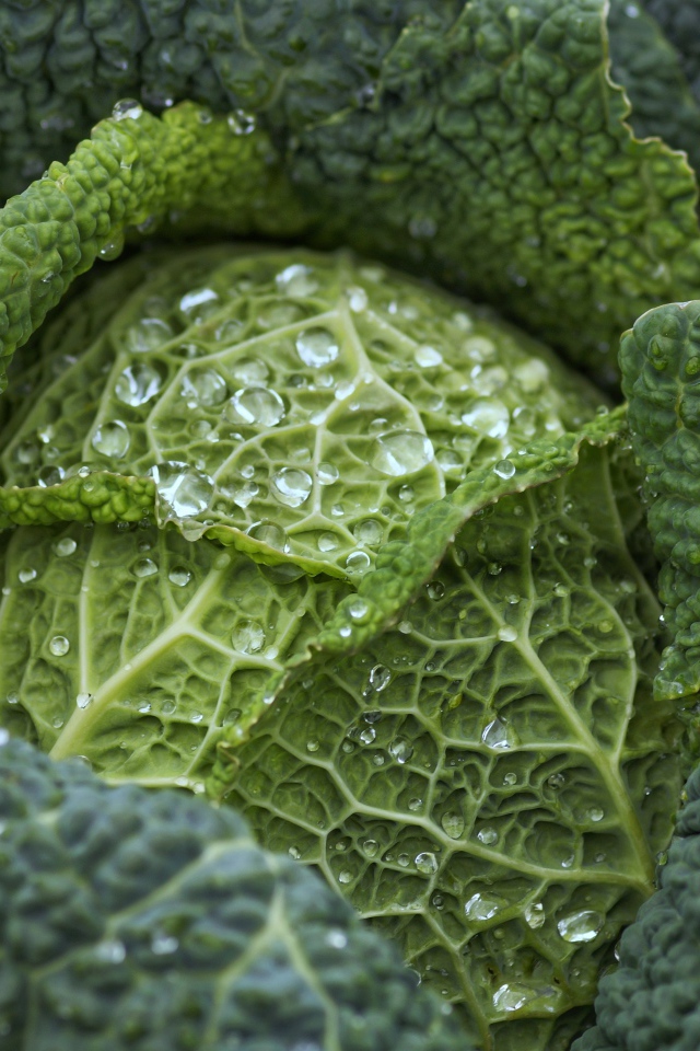 Большая зеленая капуста в каплях воды