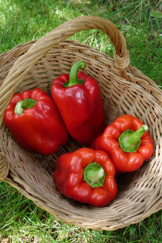 Красный болгарский перец в корзине на зеленой траве