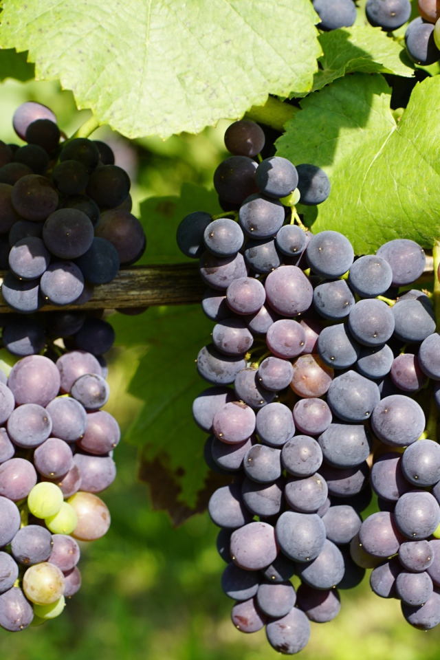 Красивые большие гроздья винограда с зелеными листьями