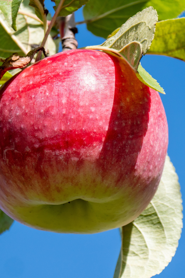 Красивое красное яблоко на ветке на фоне голубого неба