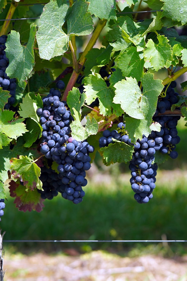 Большие гроздья синего винного винограда на лозе