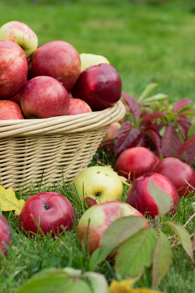 Красные и желтые яблоки в корзине на зеленой траве