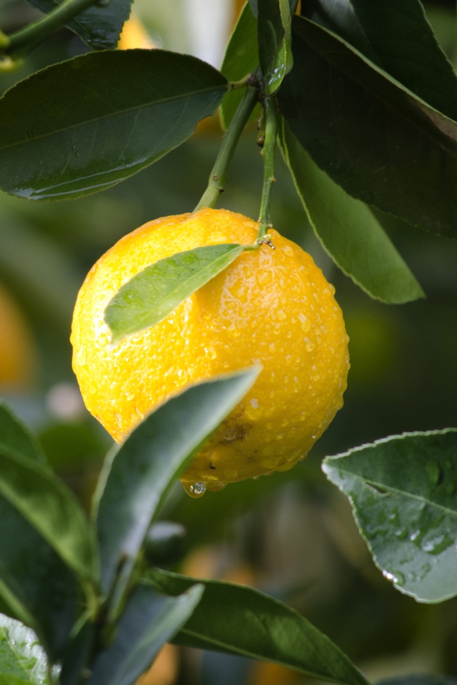 Wet tangerines on the branches in the leaves