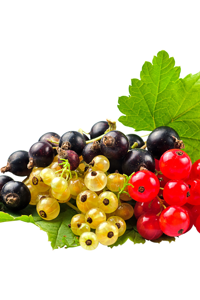 Желтая, черная и красная смородина на белом фоне