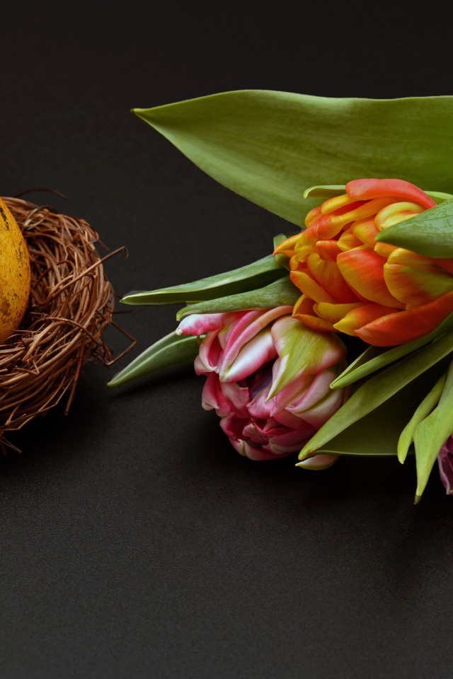 Крашеное яйцо с тюльпаном на черном фоне на Пасху