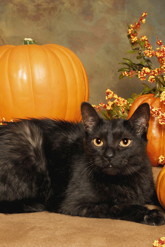 Черный кот с тыквами на праздник Хэллоуин