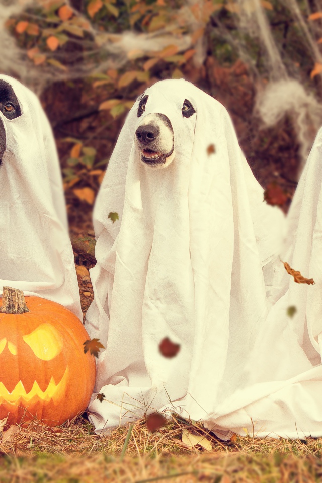 Три собаки в костюмах на Хэллоуин 