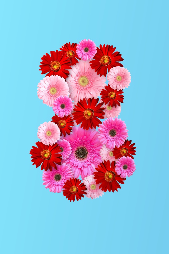 Цифра 8 из цветов герберы на голубом фоне