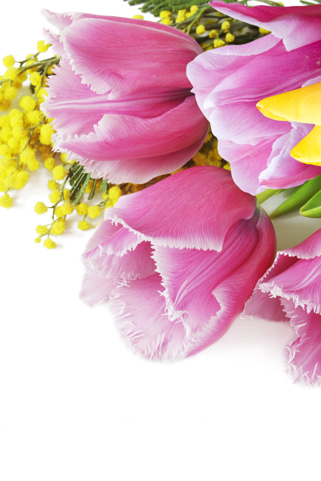 Тюльпаны и мимозы на белом фоне на 8 марта