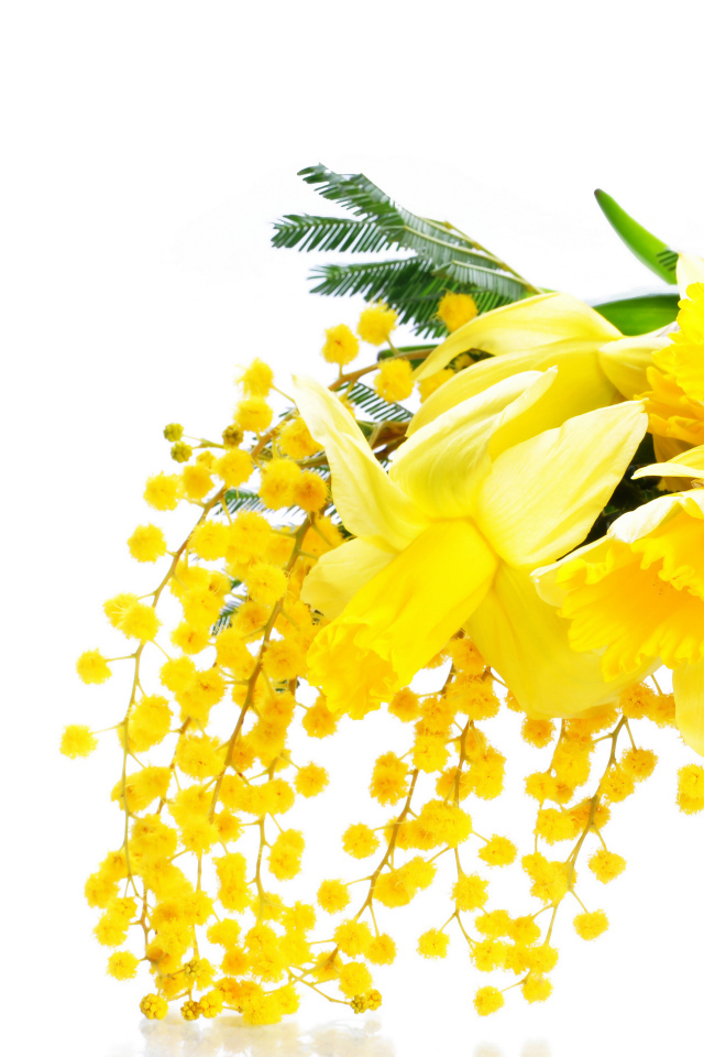 Желтые мимозы и нарциссы в корзине на белом фоне на 8 марта