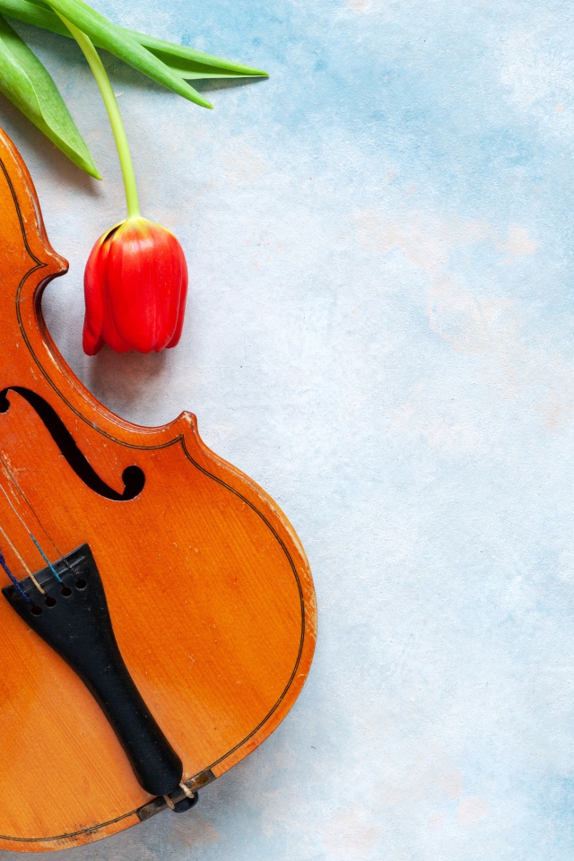 Скрипка с тюльпанами на голубом фоне