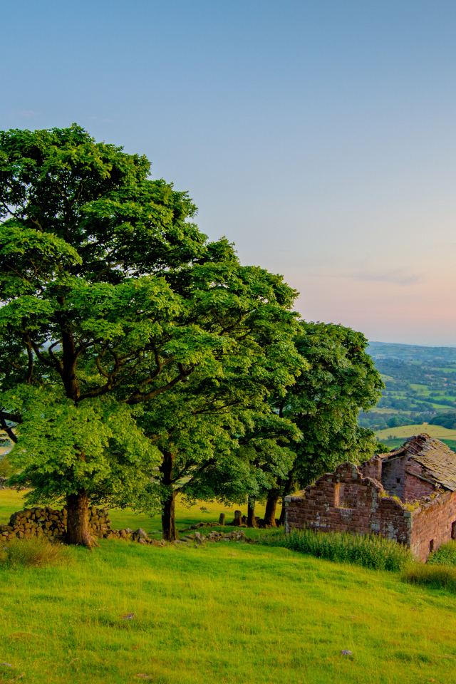 Большое зеленое дерево у разрушенного дома 