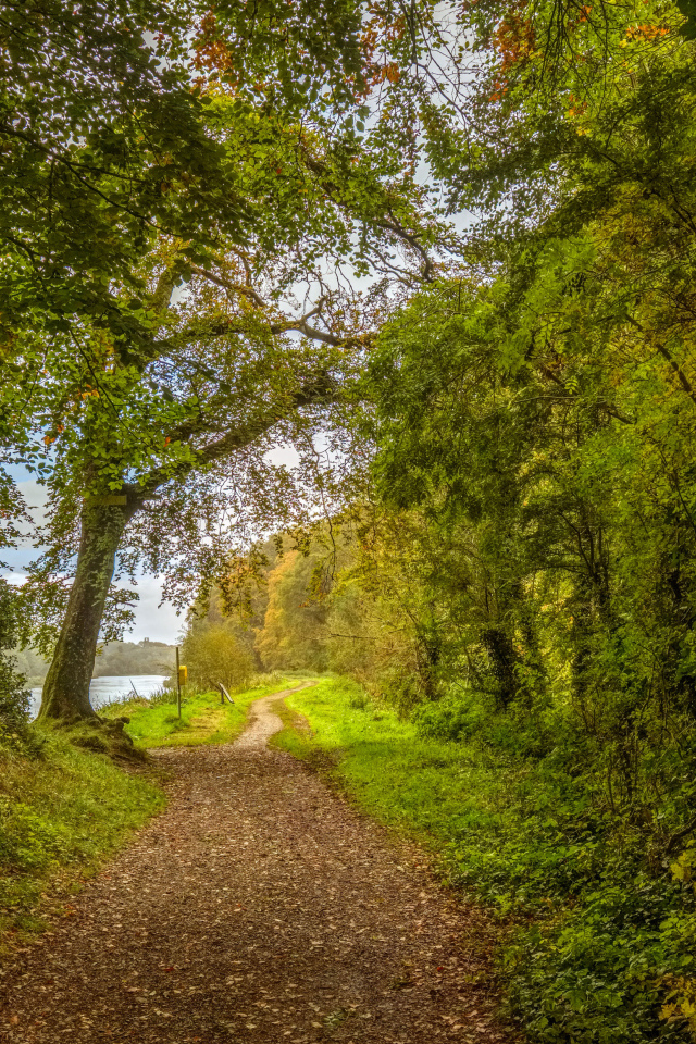 Красивый парк с зелеными деревьями у реки