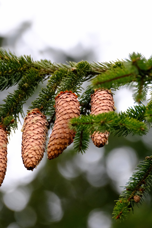 Большие коричневые шишки на зеленой ветке ели 