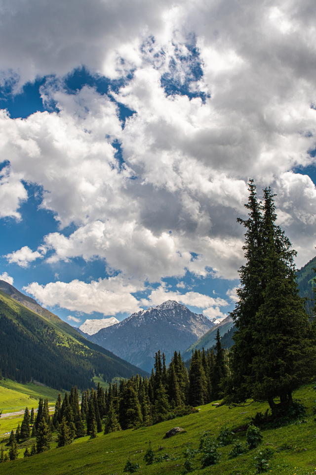 Густые белые облака над покрытыми лесом горами