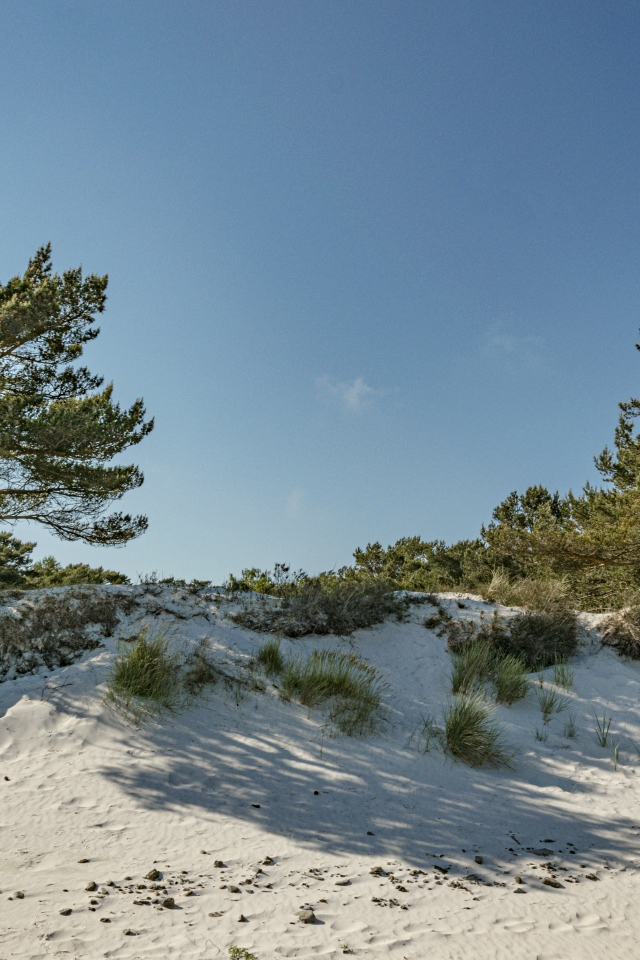 Белый песок с зелеными деревьями на голубом фоне