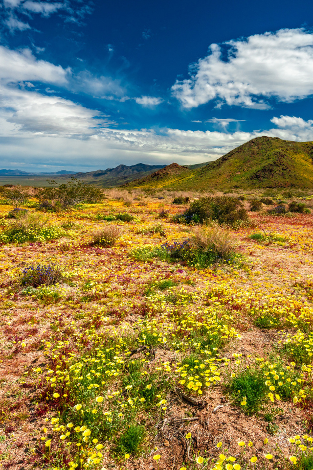 Желтые цветы в пустыне под голубым небом 
