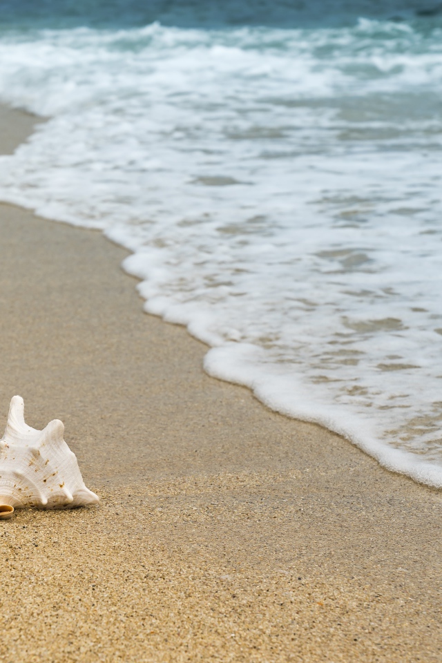 Большая белая ракушка лежит на песке с морской пеной