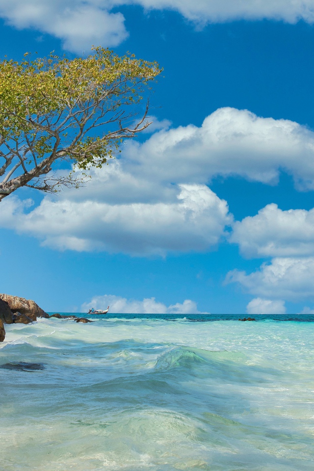 Дерево на краю скалы у морского берега