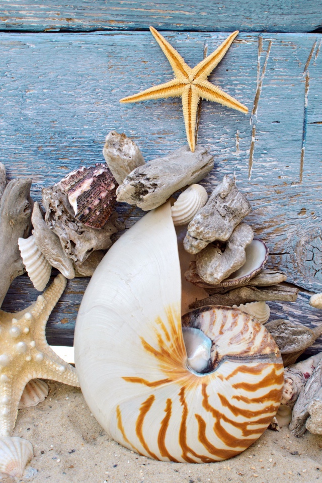 Разные красивые ракушки с морскими звездами на деревянном фоне 