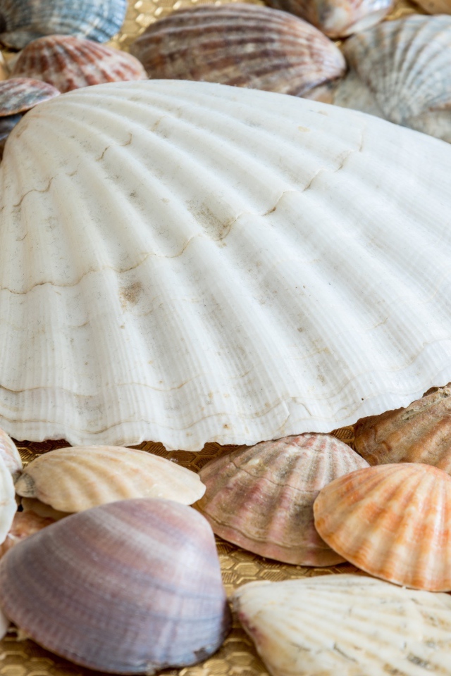 Много морских ракушек на берегу 