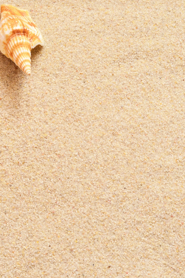 Ракушки и морская звезда лежат на желтом песке