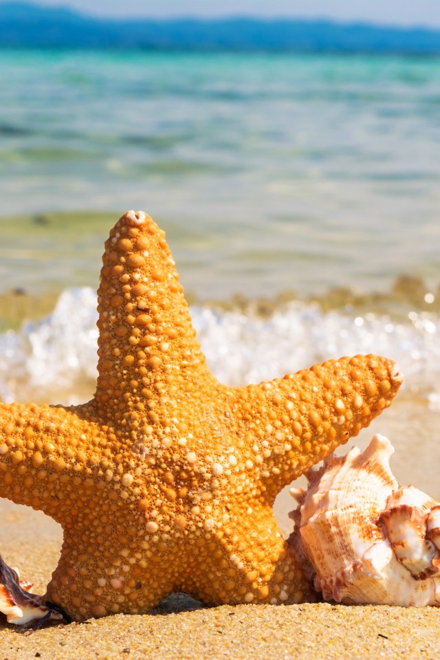 Морская звезда с ракушками на берегу моря