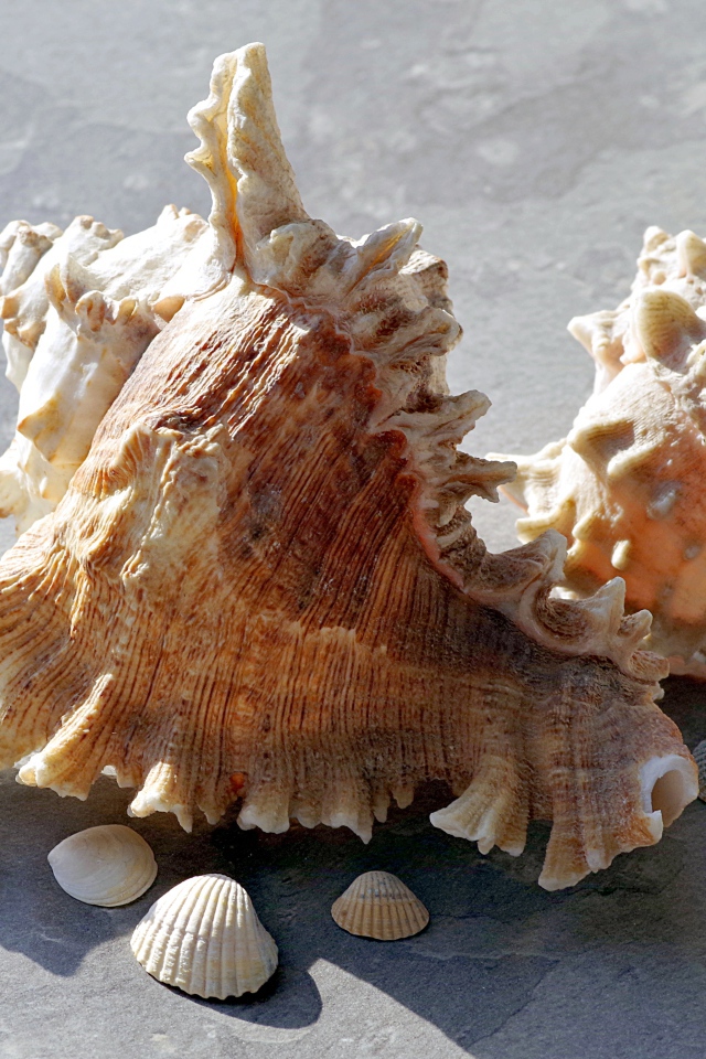 Две большие ракушки лежат на камне