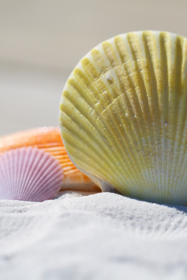 Разноцветные ракушки лежат на белом песке