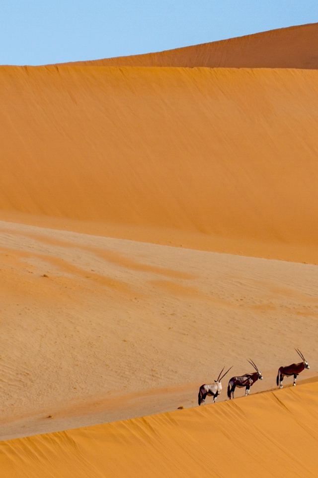 Большая горячая пустыня с животными под голубым небом 