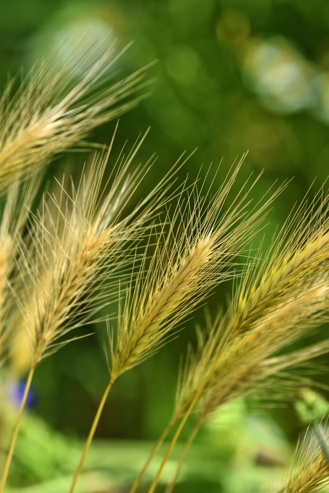 Колосья ячменя на поле крупным планом