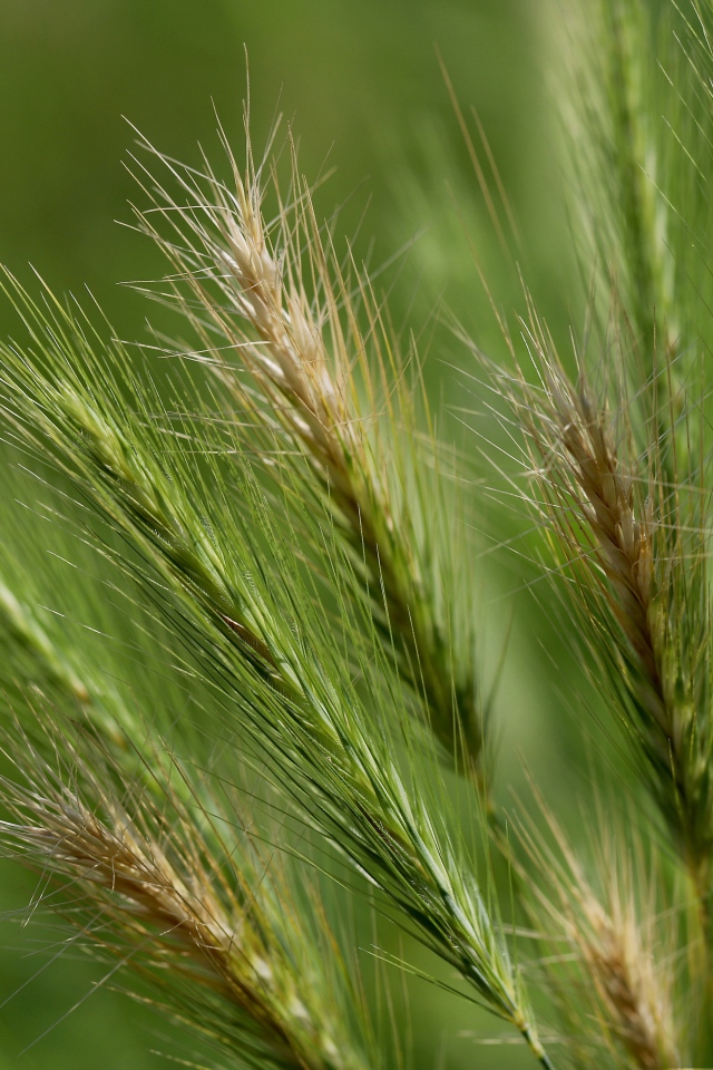 Зеленые колосья пшеницы крупным планом на поле