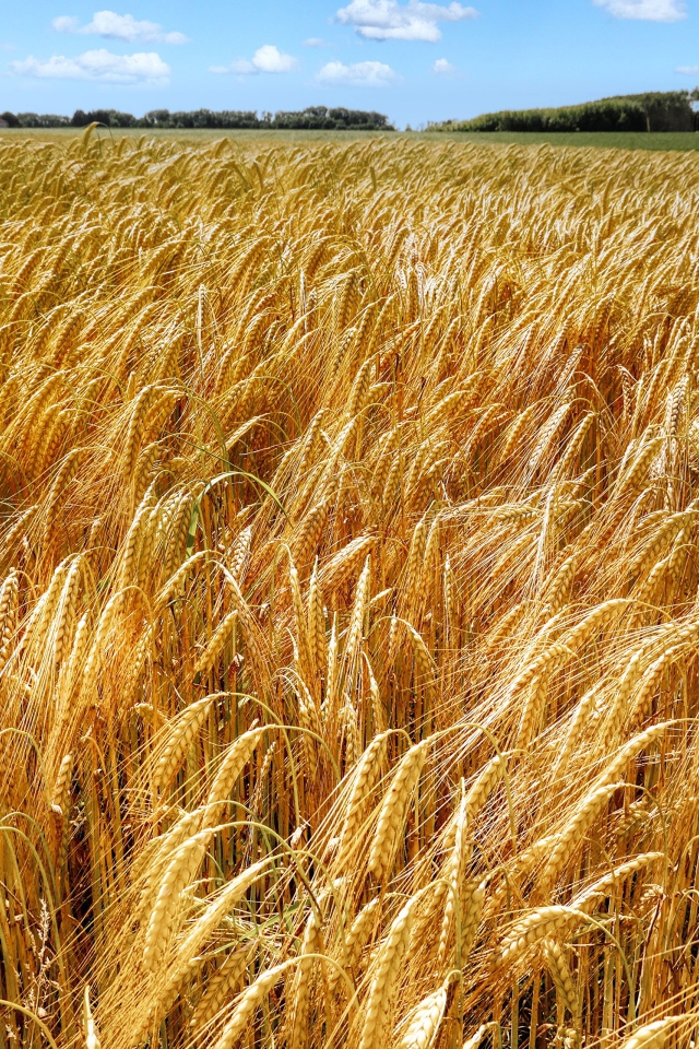 Большое поле спелой пшеницы осенью