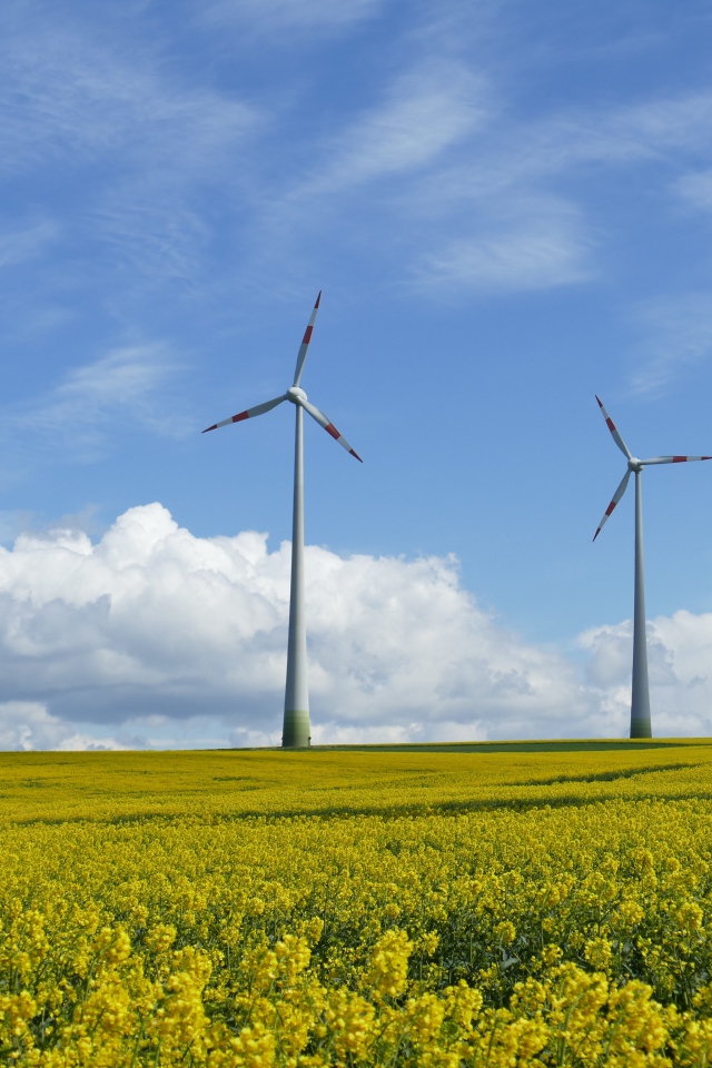 Большие ветряные турбины на рапсовом поле