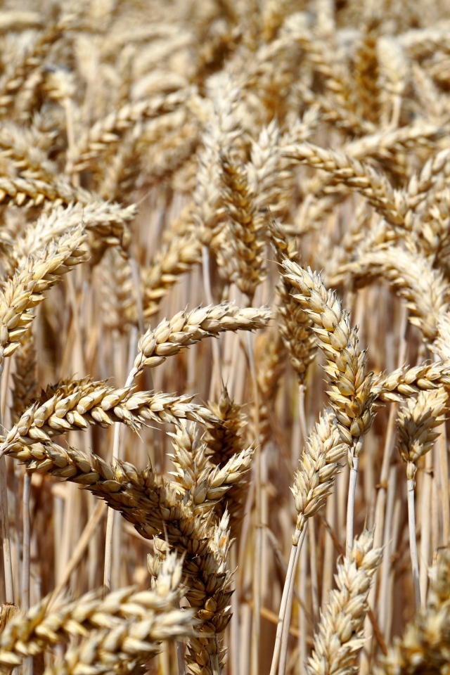 Спелые колосья пшеницы на поле 