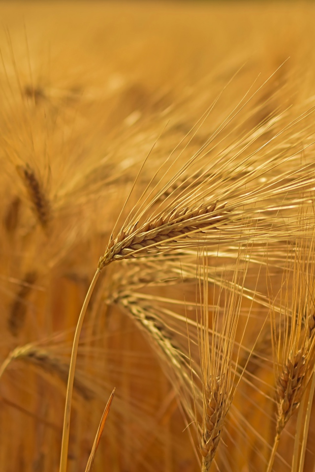 Спелые желтые колосья пшеницы на поле