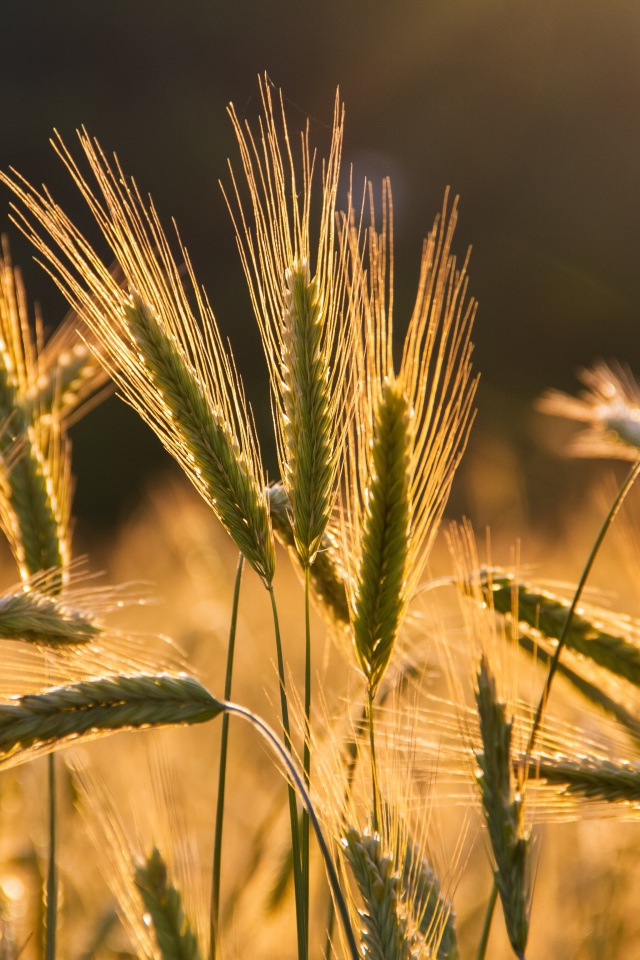 Колосья пшеницы в лучах солнца на поле