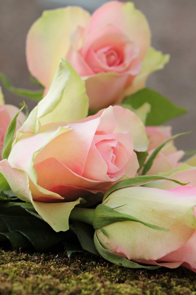 Букет розовых тюльпанов лежит на земле