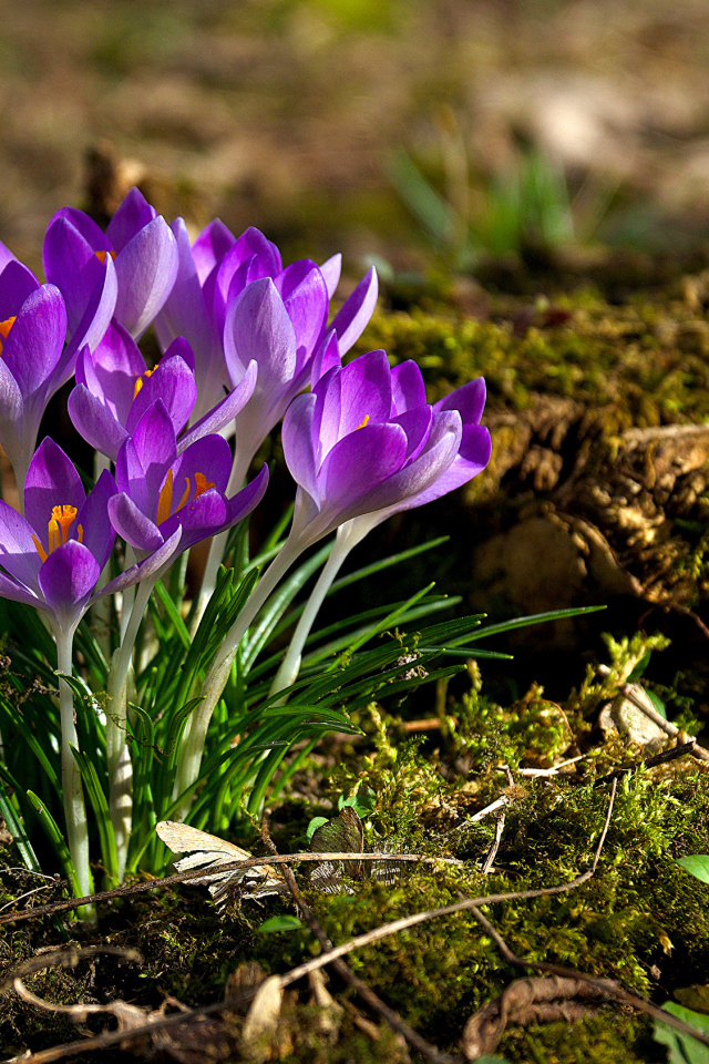 Кучка сиреневых цветов крокуса в лучах солнца