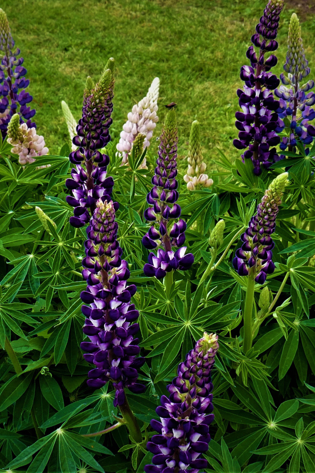 Куст фиолетовых цветов люпина на клумбе 