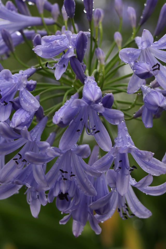 Красивые цветы Агапантус в каплях росы