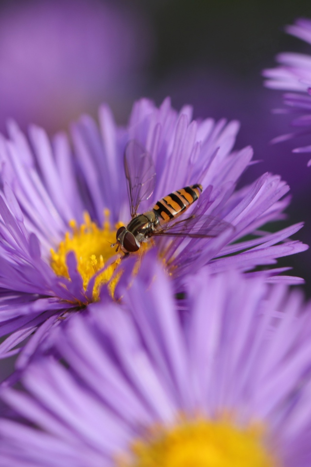Красивые цветы астры на клумбе 