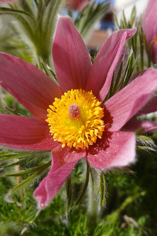 Красивые осенние цветы прострел