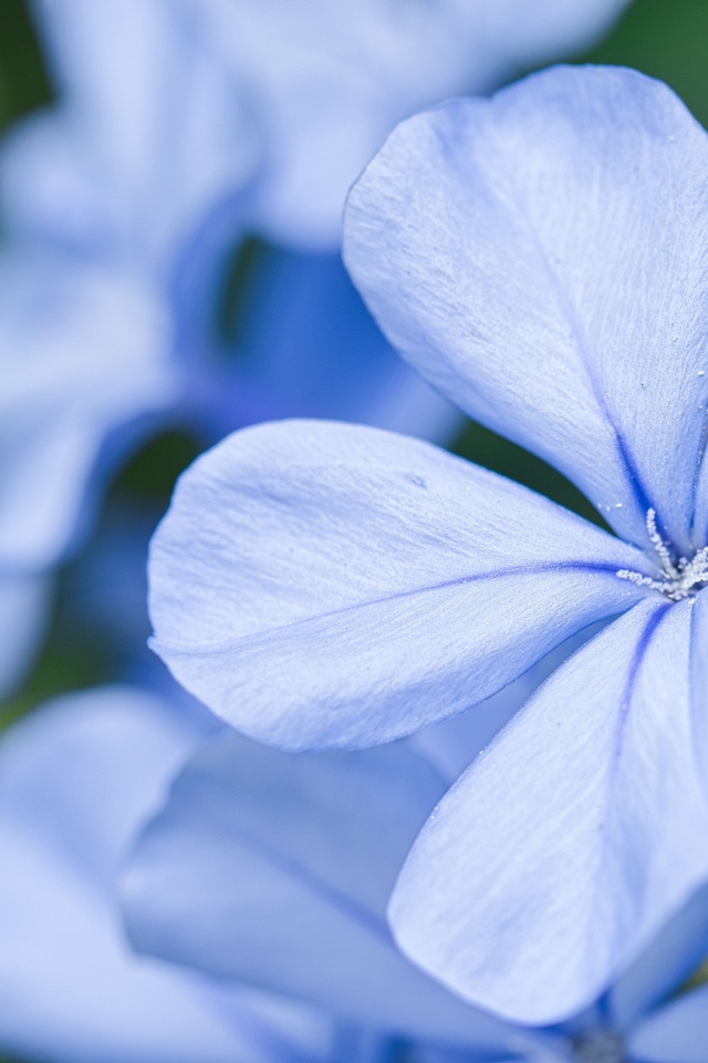 Красивый голубой цветок флокса крупным планом 