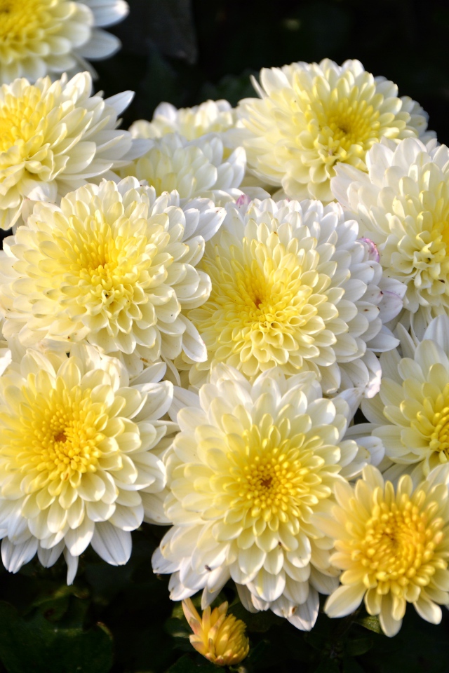 Красивый кремовый букет живых хризантем