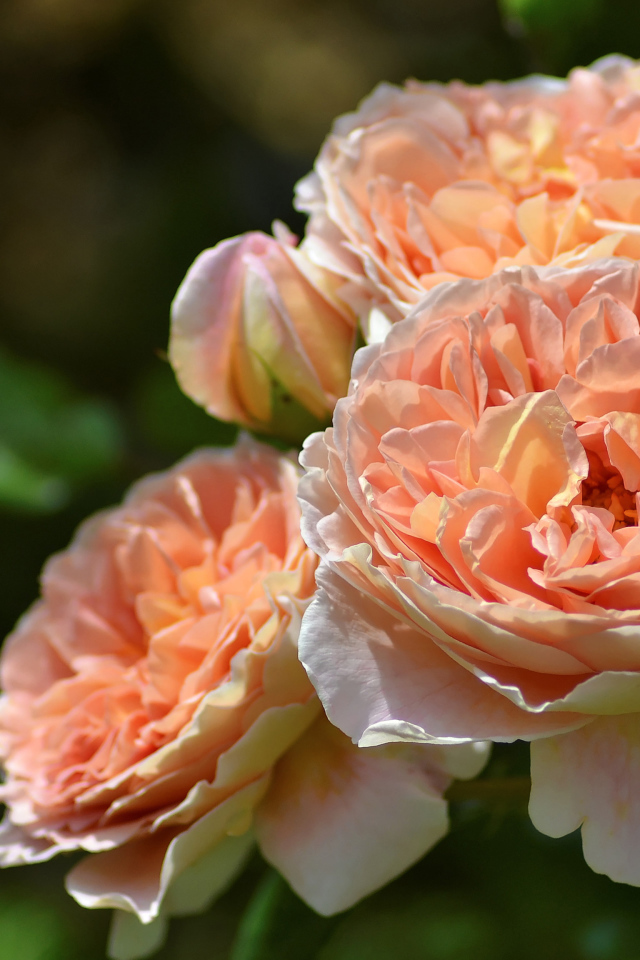 Красивые кремовые цветы парковой розы крупным планом