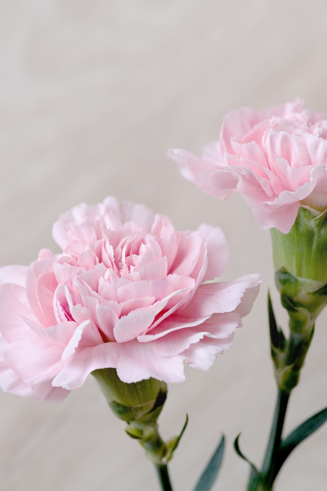 Красивые нежные цветы гвоздики крупным планом