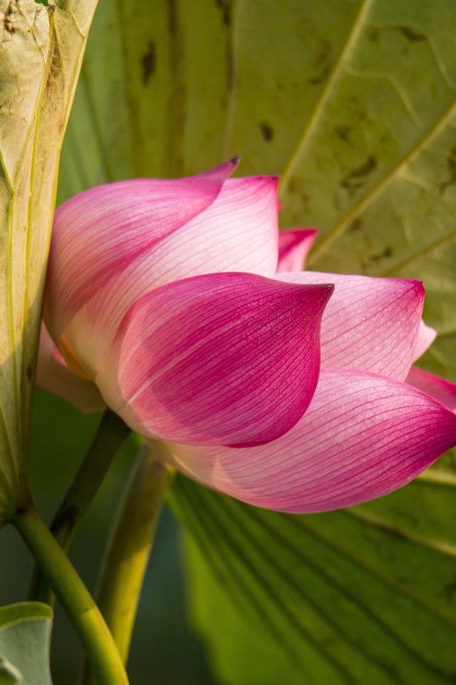 Красивый нежный розовый цветок лотоса в зеленых листьях